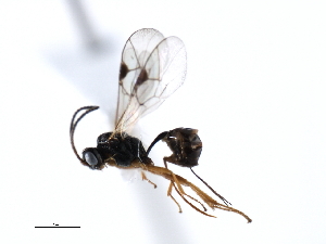  (Barycnemis gravipes - 06-PROBE-3697)  @15 [ ] CreativeCommons - Attribution (2009) CBG Photography Group Centre for Biodiversity Genomics