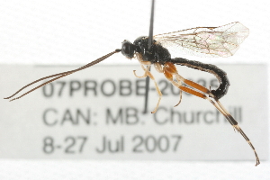  ( - 07PROBE-20635)  @13 [ ] CreativeCommons - Attribution (2009) CBG Photography Group Centre for Biodiversity Genomics