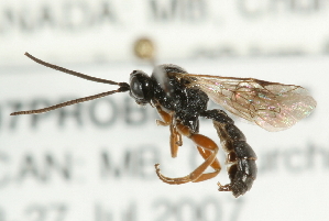  ( - 07PROBE-20756)  @13 [ ] CreativeCommons - Attribution (2009) CBG Photography Group Centre for Biodiversity Genomics