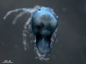  ( - BIOUG25721-A02)  @12 [ ] CreativeCommons - Attribution (2015) CBG Photography Group Centre for Biodiversity Genomics