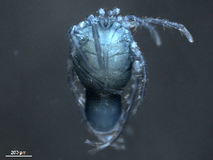  ( - BIOUG25721-A02)  @13 [ ] CreativeCommons - Attribution (2015) CBG Photography Group Centre for Biodiversity Genomics