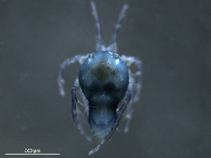  ( - BIOUG25721-A03)  @12 [ ] CreativeCommons - Attribution (2015) CBG Photography Group Centre for Biodiversity Genomics