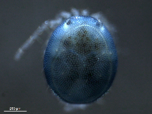  ( - BIOUG25721-A05)  @12 [ ] CreativeCommons - Attribution (2015) CBG Photography Group Centre for Biodiversity Genomics