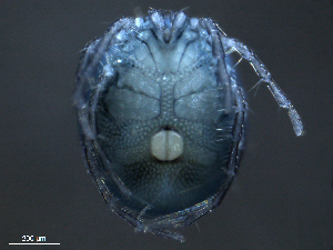  ( - BIOUG25721-A05)  @13 [ ] CreativeCommons - Attribution (2015) CBG Photography Group Centre for Biodiversity Genomics