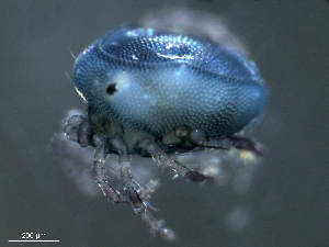  ( - BIOUG25721-A07)  @12 [ ] CreativeCommons - Attribution (2015) CBG Photography Group Centre for Biodiversity Genomics