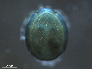  ( - BIOUG25721-D07)  @12 [ ] CreativeCommons - Attribution (2015) CBG Photography Group Centre for Biodiversity Genomics