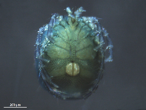  ( - BIOUG25721-D07)  @13 [ ] CreativeCommons - Attribution (2015) CBG Photography Group Centre for Biodiversity Genomics