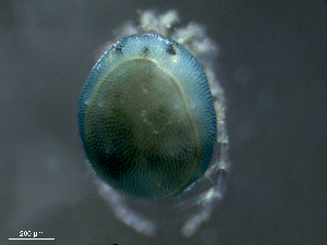  ( - BIOUG25721-D09)  @12 [ ] CreativeCommons - Attribution (2015) CBG Photography Group Centre for Biodiversity Genomics