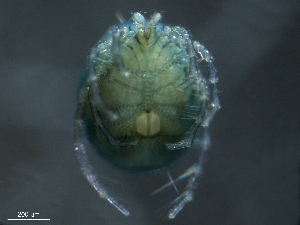  ( - BIOUG25721-D09)  @12 [ ] CreativeCommons - Attribution (2015) CBG Photography Group Centre for Biodiversity Genomics