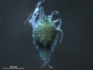  ( - BIOUG25721-D10)  @12 [ ] CreativeCommons - Attribution (2015) CBG Photography Group Centre for Biodiversity Genomics