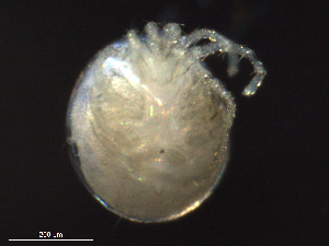  ( - BIOUG25721-E11)  @12 [ ] CreativeCommons - Attribution (2015) CBG Photography Group Centre for Biodiversity Genomics