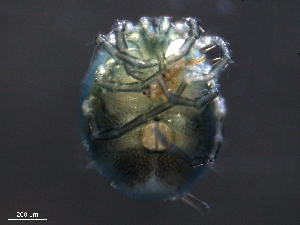  ( - BIOUG25721-G01)  @12 [ ] CreativeCommons - Attribution (2015) CBG Photography Group Centre for Biodiversity Genomics
