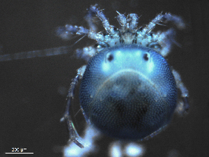  ( - BIOUG25721-G02)  @12 [ ] CreativeCommons - Attribution (2015) CBG Photography Group Centre for Biodiversity Genomics