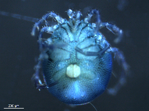  ( - BIOUG25721-G02)  @13 [ ] CreativeCommons - Attribution (2015) CBG Photography Group Centre for Biodiversity Genomics
