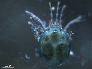  ( - BIOUG25721-G06)  @12 [ ] CreativeCommons - Attribution (2015) CBG Photography Group Centre for Biodiversity Genomics