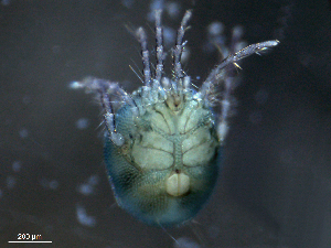  ( - BIOUG25721-G06)  @12 [ ] CreativeCommons - Attribution (2015) CBG Photography Group Centre for Biodiversity Genomics