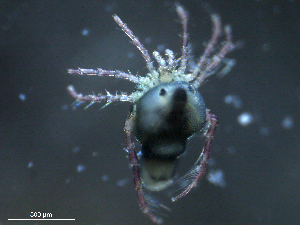  ( - BIOUG25721-G10)  @13 [ ] CreativeCommons - Attribution (2015) CBG Photography Group Centre for Biodiversity Genomics