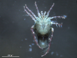  ( - BIOUG25721-G10)  @13 [ ] CreativeCommons - Attribution (2015) CBG Photography Group Centre for Biodiversity Genomics