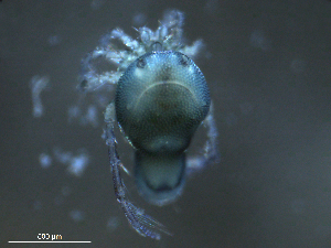  ( - BIOUG25721-G11)  @12 [ ] CreativeCommons - Attribution (2015) CBG Photography Group Centre for Biodiversity Genomics