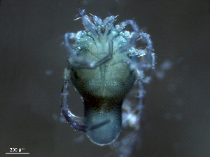  ( - BIOUG25721-G11)  @12 [ ] CreativeCommons - Attribution (2015) CBG Photography Group Centre for Biodiversity Genomics