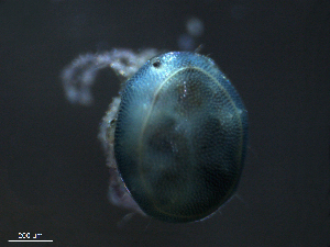  ( - BIOUG25722-A05)  @12 [ ] CreativeCommons - Attribution (2016) Centre for Biodiversity Genomics Centre for Biodiversity Genomics