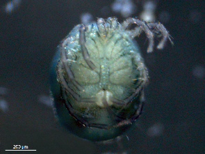  ( - BIOUG25722-A05)  @12 [ ] CreativeCommons - Attribution (2016) Centre for Biodiversity Genomics Centre for Biodiversity Genomics