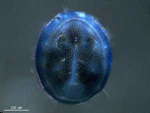  ( - BIOUG25722-D02)  @12 [ ] CreativeCommons - Attribution (2016) Centre for Biodiversity Genomics Centre for Biodiversity Genomics