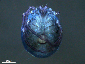  ( - BIOUG25722-D02)  @13 [ ] CreativeCommons - Attribution (2016) Centre for Biodiversity Genomics Centre for Biodiversity Genomics