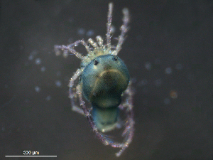  ( - BIOUG25923-E05)  @12 [ ] CreativeCommons - Attribution (2016) Centre for Biodiversity Genomics Centre for Biodiversity Genomics