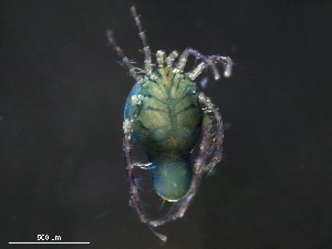  ( - BIOUG25923-E05)  @12 [ ] CreativeCommons - Attribution (2016) Centre for Biodiversity Genomics Centre for Biodiversity Genomics