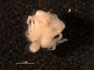  ( - BIOUG30478-C05)  @11 [ ] CreativeCommons - Attribution (2016) Manuel Elias-Gutierrez El Colegio de la Frontera Sur, Unidad Chetumal