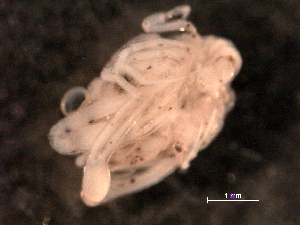  (Callidactylus asper - BIOUG30478-C12)  @11 [ ] CreativeCommons - Attribution (2016) Manuel Elias-Gutierrez El Colegio de la Frontera Sur, Unidad Chetumal