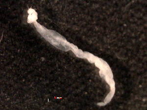  (Flaccisagitta enflata - BIOUG30553-D11)  @11 [ ] CreativeCommons - Attribution (2016) Manuel Elias-Gutierrez El Colegio de la Frontera Sur, Unidad Chetumal