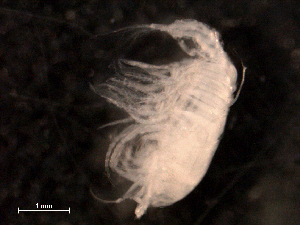  (Pleuromamma abdominalis - BIOUG30476-F08)  @11 [ ] CreativeCommons - Attribution (2016) Manuel Elias-Gutierrez El Colegio de la Frontera Sur, Unidad Chetumal