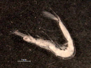  (Farfantepenaeus brasiliensis - BIOUG30477-F10)  @11 [ ] CreativeCommons - Attribution (2016) Manuel Elias-Gutierrez El Colegio de la Frontera Sur, Unidad Chetumal