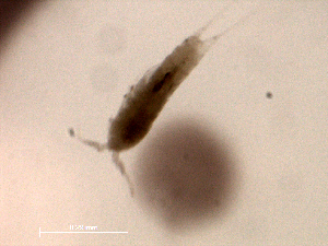  ( - BIOUG30216_G01)  @11 [ ] CreativeCommons - Attribution (2016) Manuel Elias-Gutierrez El Colegio de la Frontera Sur, Unidad Chetumal