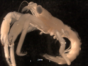  (Dardanus venosus - BIOUG30553-G01)  @11 [ ] CreativeCommons - Attribution (2016) Manuel Elias-Gutierrez El Colegio de la Frontera Sur, Unidad Chetumal