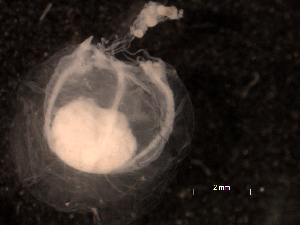  (Protiaropsis - BIOUG30476-G04)  @11 [ ] CreativeCommons - Attribution (2016) Manuel Elias-Gutierrez El Colegio de la Frontera Sur, Unidad Chetumal