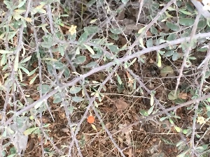  ( - BAHMP007280316)  @11 [ ] Unspecified (default): All Rights Reserved (2016) Dr. Malabika Roy Pathak Arabian Gulf University, Agriculture Biotechnology