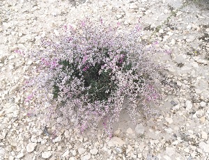  (Limonium axillare - BAHMP013280316)  @11 [ ] Unspecified (default): All Rights Reserved (2016) Dr. Malabika Roy Pathak Arabian Gulf University, Agriculture Biotechnology