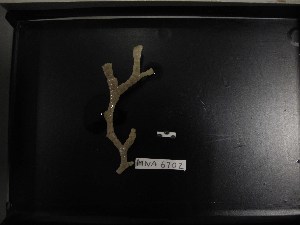  (Sclerodomidae - MNA06102)  @11 [ ] Copyright © (2016) Stefano Schiaparelli Italian National Antarctic Museum