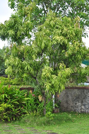  ( - 8751)  @11 [ ] Copyright (2015) Rahul PR Centre for Medicinal Plants Research- Arya Vaidya Sala, Kottakkal