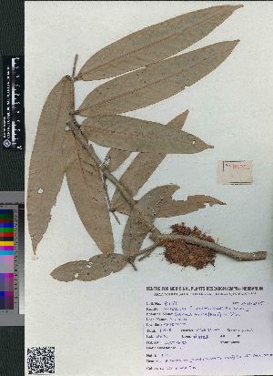  ( - 8751)  @11 [ ] Copyright (2017) Rahul PR Centre for Medicinal Plants Research- Arya Vaidya Sala, Kottakkal