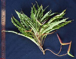  (Decalepis salicifolia - CMPR8767)  @11 [ ] Copyright (2017) Rahul PR Centre for Medicinal Plants Research- Arya Vaidya Sala, Kottakkal