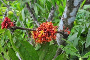  ( - 8751)  @11 [ ] Copyright (2015) Rahul PR Centre for Medicinal Plants Research- Arya Vaidya Sala, Kottakkal