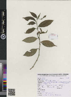 (Strobilanthes ciliata - CMPR8788)  @11 [ ] Copyright (2020) Centre for Medicinal Plants Research-AVS Centre for Medicinal Plants Research