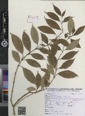  ( - CMPR8788)  @11 [ ] Copyright (2020) Centre for Medicinal Plants Research-AVS Centre for Medicinal Plants Research