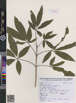  ( - CMPR12313)  @11 [ ] Copyright (2025) Arya Vaidya Sala Centre for Medicinal Plants Research-Arya Vaidya Sala