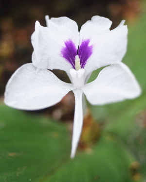  (Kaempferia galanga - CMPR8790)  @11 [ ] Copyright (2020) Centre for Medicinal Plants Research-AVS Centre for Medicinal Plants Research