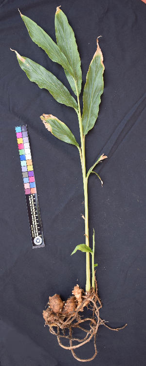  (Hedychium spicatum - CMPR12307)  @11 [ ] Copyright (c) (2021) Arya Vaidya Sala Centre for Medicinal Plants Research- Arya Vaidya Sala, Kottakkal
